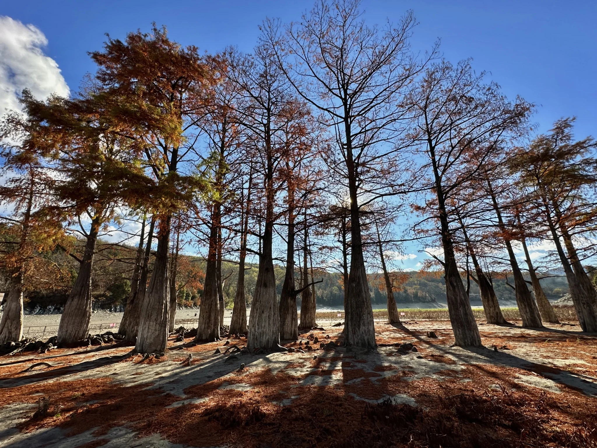 Почему Кипарисовое озеро из года в год привлекает толпы туристов